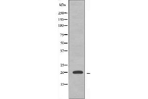 Western blot analysis of extracts from K562 cells, using MRPS12 antibody. (MRPS12 anticorps  (Internal Region))