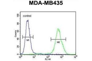 Flow cytometric analysis of MDA-MB435 cells using DEM1 Antibody (Center) Cat.