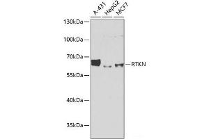 Western blot analysis of extracts of various cell lines using RTKN Polyclonal Antibody at dilution of 1:1000. (Rhotekin anticorps)
