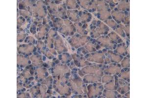 Used in DAB staining on fromalin fixed paraffin- embedded pancreas tissue
