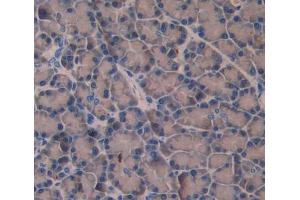 Used in DAB staining on fromalin fixed paraffin- embedded pancreas tissue (Amphiphysin anticorps  (AA 24-240))