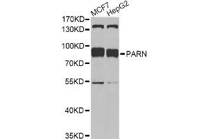 Western blot analysis of extracts of various cell lines, using PARN antibody. (PARN anticorps)