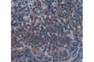 IHC-P analysis of Mouse Tissue, with DAB staining. (Caspase 1 anticorps  (AA 119-296))