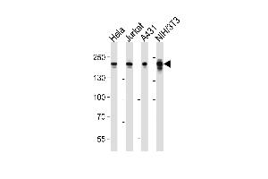 Western blot analysis of lysates from Hela, Jurkat, A431, mouse NIH/3T3 cell line (from left to right), using EHMT2 Antibody (Center) (ABIN6243050 and ABIN6577865). (EHMT2 anticorps  (AA 361-395))