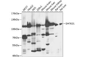 Western blot analysis of extracts of various cell lines, using DHTKD1 antibody (ABIN6132160, ABIN6139605, ABIN6139606 and ABIN6224402) at 1:1000 dilution. (DHTKD1 anticorps  (AA 1-280))