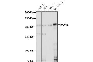 Western blot analysis of extracts of various cell lines, using R antibody (ABIN7269856) at 1:1000 dilution. (RAPH1 anticorps  (AA 1-240))