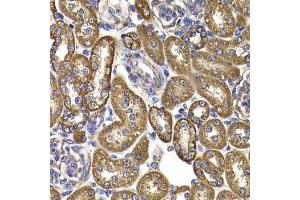 Immunohistochemistry of paraffin-embedded rat kidney using GOT2 antibody.