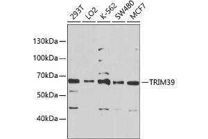 Western blot analysis of extracts of various cell lines, using TRIM39 Antibody (ABIN6134910, ABIN6149523, ABIN6149524 and ABIN6225323) at 1:1000 dilution. (TRIM39 anticorps  (AA 350-450))