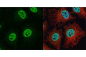 ICC/IF Image hnRNP C1/C2 antibody detects hnRNP C1/C2 protein at nucleus by immunofluorescent analysis.
