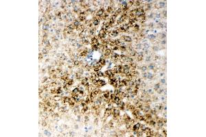 Anti-HNF6 antibody, IHC(F) IHC(F): Rat Liver Tissue (ONECUT1 anticorps  (N-Term))