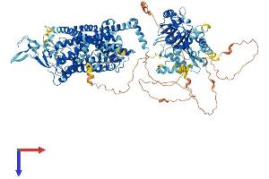 AlphaFold protein structure predicition of Human Recombinant SLC12A5 Protein, UniprotID Q9H2X9
