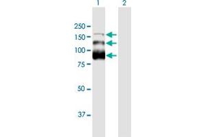 Western Blot analysis of ZC3H18 expression in transfected 293T cell line by ZC3H18 MaxPab polyclonal antibody. (ZC3H18 anticorps  (AA 1-953))