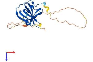 AlphaFold protein structure predicition of Human Recombinant NABP1 Protein, UniprotID Q96AH0