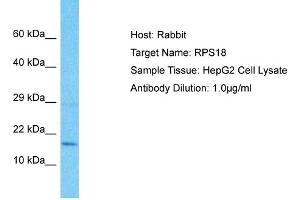 Host: Rabbit Target Name: RPS18 Sample Type: HepG2 Whole Cell lysates Antibody Dilution: 1. (RPS18 anticorps  (C-Term))