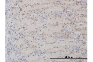 Immunoperoxidase of purified MaxPab antibody to APEX1 on formalin-fixed paraffin-embedded human stomach.