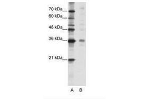 Image no. 1 for anti-Mediator Complex Subunit 27 (MED27) (C-Term) antibody (ABIN202216) (MED27 anticorps  (C-Term))