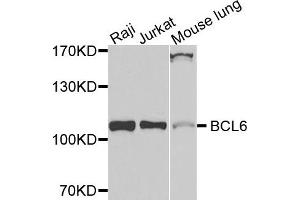 Western blot analysis of extracts of various cells, using BCL6 antibody. (BCL6 anticorps)