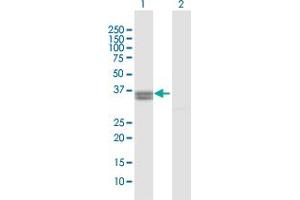 Western Blot analysis of PPA2 expression in transfected 293T cell line by PPA2 MaxPab polyclonal antibody. (PPA2 anticorps  (AA 1-334))