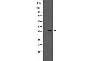 Western blot analysis of MAPK13 expression in nocodazole treated HCT116 cell lysate; PMA-treated Pam212 cell lysate,The lane on the left is treated with the antigen-specific peptide. (MAPK13 anticorps  (C-Term))