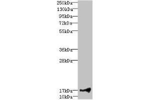Western blot All lanes: LITAFantibody at 1. (LITAF anticorps  (AA 1-161))