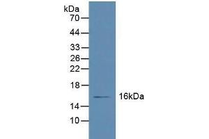 Western blot analysis of Human Liver Tissue. (Retinol Binding Protein 5 anticorps  (AA 2-135))