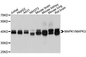 Western blot analysis of extracts of various cell lines, using MAPK1/MAPK3 antibody.
