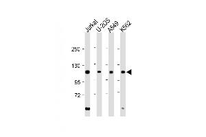 All lanes : Anti-EXO1 Antibody (N-term) at 1:2000 dilution Lane 1: Jurkat whole cell lysate Lane 2: U-2OS whole cell lysate Lane 3: A549 whole cell lysate Lane 4: K562 whole cell lysate Lysates/proteins at 20 μg per lane. (Exonuclease 1 anticorps  (N-Term))
