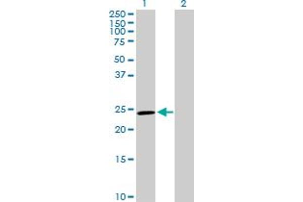 GSTM5 antibody  (AA 1-218)