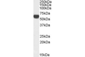 Western Blotting (WB) image for anti-Family with Sequence Similarity 24, Member B (FAM24B) (N-Term) antibody (ABIN2791502) (FAM24B anticorps  (N-Term))