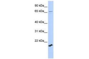 Image no. 1 for anti-Zinc Finger Protein 37 Homolog (ZFP37) (AA 252-301) antibody (ABIN6740342) (ZFP37 anticorps  (AA 252-301))