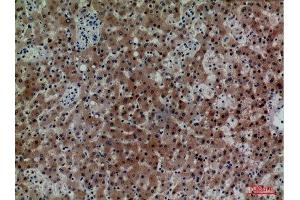Immunohistochemistry (IHC) analysis of paraffin-embedded Human Liver, antibody was diluted at 1:100. (CD7 anticorps  (Internal Region))