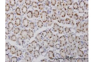 Immunoperoxidase of monoclonal antibody to GABPA on formalin-fixed paraffin-embedded human stomach. (GABPA anticorps  (AA 1-100))