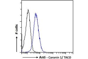 ABIN185063 Flow cytometric analysis of paraformaldehyde fixed Jurkat cells (blue line), permeabilized with 0. (Coronin 1a anticorps  (C-Term))