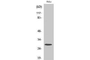 Western Blot (WB) analysis of specific cells using Ribosomal Protein S4X Polyclonal Antibody. (RPS4X anticorps  (Internal Region))