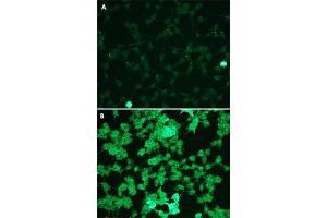 Immunofluorescence staining of HEK293 cells (A, untreated) and hydrogen peroxide treated cells (B) with MAPK1/MAPK3 (phospho T202/204) monoclonal antibody, clone G15-B  at 1:100 dilution.