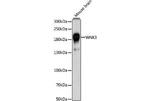 Western blot analysis of extracts of mouse brain, using WNK3 antibody (ABIN7271382) at 1:1000 dilution. (WNK3 anticorps  (AA 500-600))