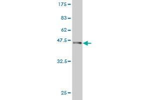 Western Blot detection against Immunogen (36.