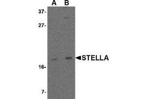 Western Blotting (WB) image for anti-Developmental Pluripotency Associated 3 (DPPA3) (C-Term) antibody (ABIN1030705) (DPPA3 anticorps  (C-Term))