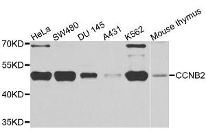 Western blot analysis of extracts of various cell lines, using CCNB2 antibody. (Cyclin B2 anticorps)