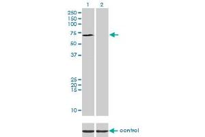 Western blot analysis of SP110 over-expressed 293 cell line, cotransfected with SP110 Validated Chimera RNAi (Lane 2) or non-transfected control (Lane 1).