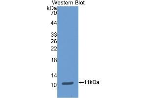 Detection of Recombinant DAO, Porcine using Polyclonal Antibody to Amiloride Binding Protein 1 (ABP1) (DAO anticorps  (AA 27-113))