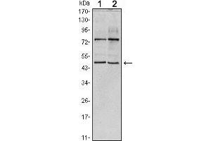 Western blot analysis using THAP11 mouse mAb against Hela (1) and NTERA-2 (2) cell lysate. (THAP11 anticorps)