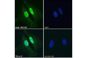 ABIN334418 Immunofluorescence analysis of paraformaldehyde fixed HeLa cells, permeabilized with 0. (HEXIM1 anticorps  (C-Term))