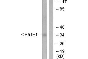 Western blot analysis of extracts from HeLa cells, using OR51E1 antibody. (OR51E1 anticorps  (C-Term))