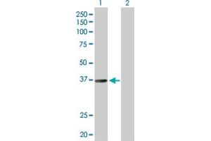 Western Blot analysis of RALY expression in transfected 293T cell line by RALY MaxPab polyclonal antibody.