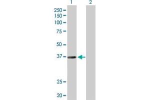 Western Blot analysis of RALY expression in transfected 293T cell line by RALY MaxPab polyclonal antibody. (Raly anticorps  (AA 1-307))