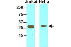 Cell lysates of Jurkat (lane 1) and HeLa (lane 2) (30 ug) were resolved by SDS-PAGE, transferred to NC membrane and probed with HMGB1 monoclonal antibody, clone J2E1  (1:1000).
