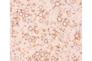 IHC-P staining of rat brain tissue (Kv2.1/KCNB1 anticorps  (AA 687-858))