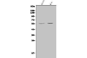 anti-Jerky Homolog (JRK) (AA 1-257) antibody