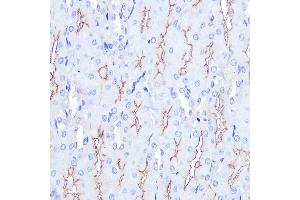 Immunohistochemistry of paraffin-embedded rat kidney using M Rabbit pAb (ABIN7268632) at dilution of 1:100 (40x lens). (MAPKAP1 anticorps  (AA 370-486))